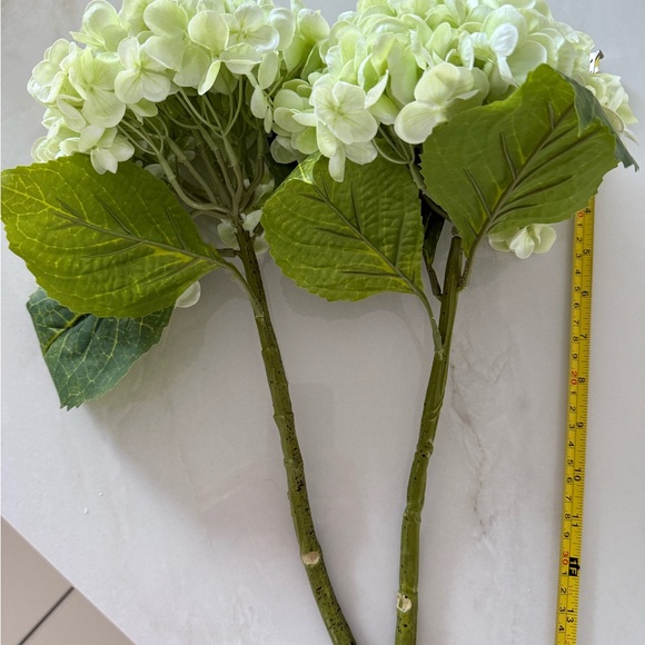 Hydrangeas - Picture 2 of 4